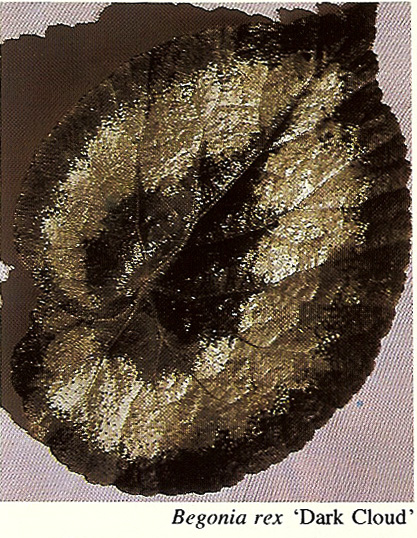 B. ‘Dark Cloud’